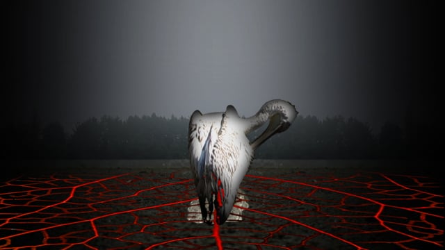 vimeo placeholder image